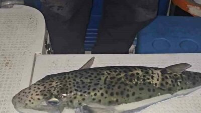 Gemlik Körfezi’nde oltasını denize atan amatör tekne oltacısı Ömer Pişman,