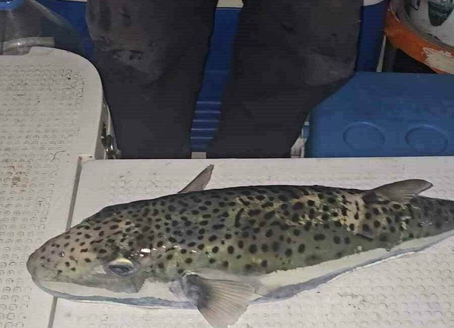 Gemlik Körfezi’nde benekli balon balığı şoku Gemlik Körfezi’nde oltasını denize atan amatör tekne oltacısı Ömer Pişman,