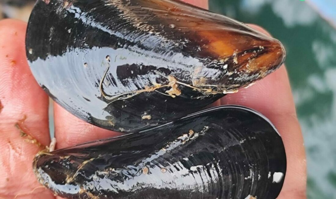 İstanbul’daki gıda zehirlenmesi ve kaçak midye gerçeği Yalova, Balıkesir ve Çanakkale İlleri Midye Yetiştiricileri Üretici Birliği Başkanı