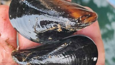 Yalova, Balıkesir ve Çanakkale İlleri Midye Yetiştiricileri Üretici Birliği Başkanı