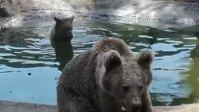 Bursa Ovakorusu Celal Acar Yaban Hayvanı Kurtarma ve Rehabilitasyon Merkezi’nin