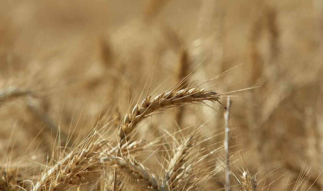 Uluslararası Hububat Konseyi (IGC), küresel tahıl üretiminin geçen sezona göre 105 milyon tonluk