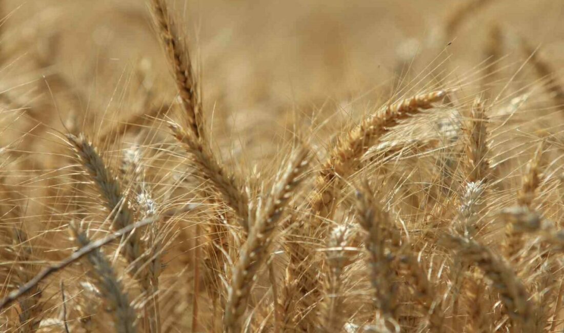 Uluslararası Hububat Konseyi (IGC), dünya tahıl üretiminde son 10 yılın