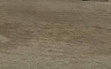 Bursa’nın Mudanya ilçesi Güzelyalı sahilinde oltaların misina ve kancalarına takılarak