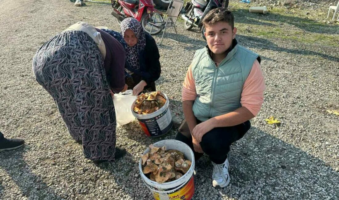 Okul harçlığını “kanlıca”dan çıkarıyor Bursa’nın Büyükorhan ilçesinde son yağışlarla kendini gösteren melki ya da