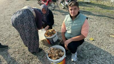 Bursa’nın Büyükorhan ilçesinde son yağışlarla kendini gösteren melki ya da