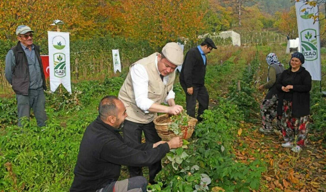 Osmangazi’de Üzümsü Meyvelerde Organik Tarım Seferberliği Osmangazi Belediyesi’nin tarımsal kalkınmanın desteklenmesi ve kentin üretim potansiyelinin artırılması