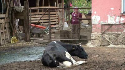 Bursa Uludağ Üniversitesi Veteriner Fakültesi İç Hastalıkları Ana Bilim Dalı