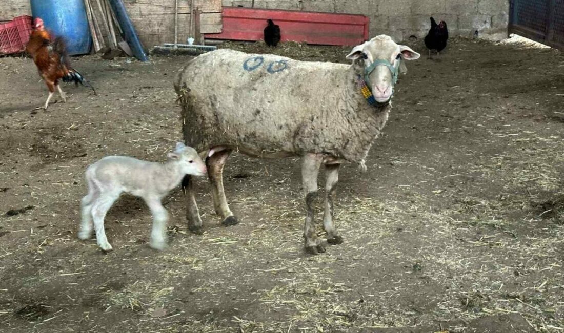 Şapa karşı ’hayvanlara küflü domates yedirmeyin, idrar içirmeyin’ uyarısı Bursa Uludağ Üniversitesi Veteriner Fakültesi İç Hastalıkları Ana Bilim Dalı