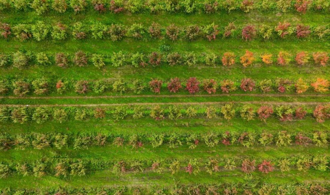 Uludağ’ın eteklerinde sonbaharın gelişiyle birlikte doğa mest edici bir tabloya