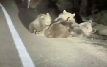 Bursa’da Uludağ yolunda kaydedilen görüntüler, doğanın en sıcak anlarından birine