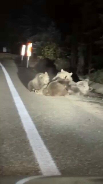 Bursa’da Uludağ yolunda kaydedilen görüntüler, doğanın en sıcak anlarından birine