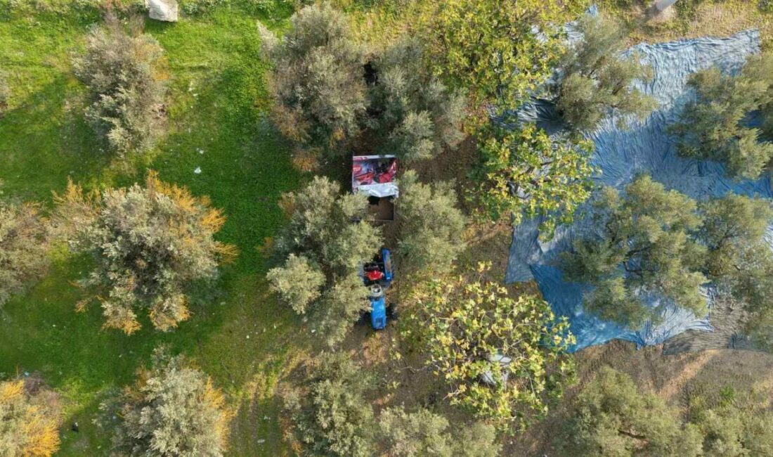 Zeytin hasadı başladı, Marmarabirlik’ten 70 bin tonluk alım ve 50 milyon dolarlık ihracat hedefi Bursa ve ilçelerinde zeytin hasadı başladı. Çiftçiler sabahın ilk ışıklarıyla