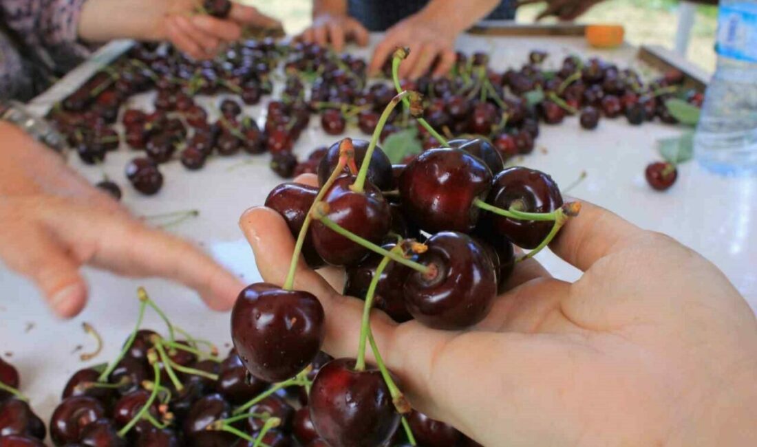 Türk Patent ve Marka Kurumu (TPE) Coğrafi İşaretler Dairesi Başkanı Hakan Kızıltepe, ilk