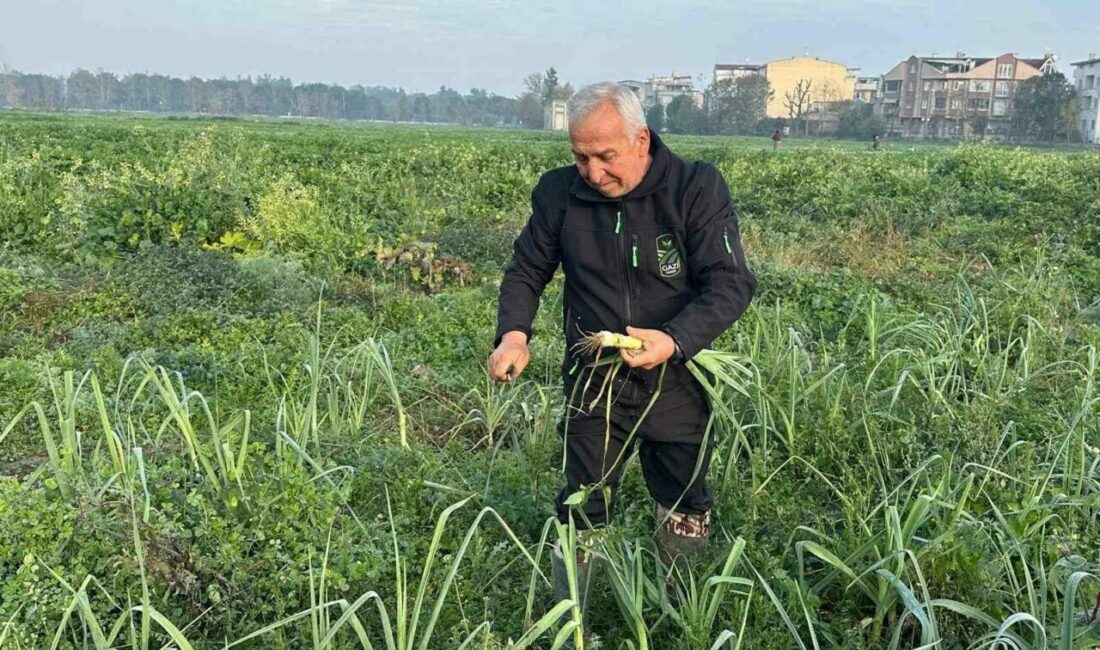 Ata tohumundan ilaç kullanılmadan üretiliyor, Kent Lokantası’ndaki yemeklerde kullanılıyor Osmangazi Belediyesi iştiraki Gazi Tarım A.Ş. tarafından ata tohumundan kimyevi
