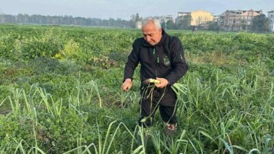 Osmangazi Belediyesi iştiraki Gazi Tarım A.Ş. tarafından ata tohumundan kimyevi