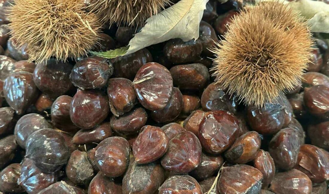 Bursa kestanesinin geleceği konuşuldu Bursa Büyükşehir Belediyesince düzenlenen Bursa Kestanesinin Geleceği Paneli’nde kestane üretimi, sorunları,