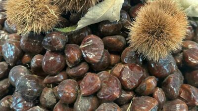 Bursa Büyükşehir Belediyesince düzenlenen Bursa Kestanesinin Geleceği Paneli’nde kestane üretimi, sorunları,