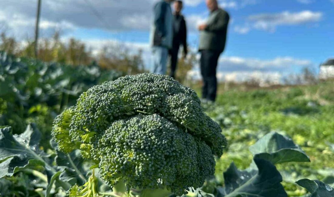 Fiyatı tarlada 10 liraya inen brokoli pazarda 70 liraya satılıyor Bursa’nın İznik ilçesinde tarlada kilosu 10 ila 20 lira arasında