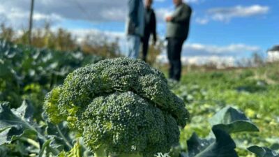 Bursa’nın İznik ilçesinde tarlada kilosu 10 ila 20 lira arasında