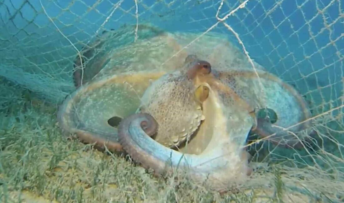 Tarım ve Orman Bakanlığı, yıl içinde yürütülen çalışmalar kapsamında 360