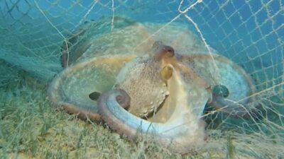 Tarım ve Orman Bakanlığı, yıl içinde yürütülen çalışmalar kapsamında 360