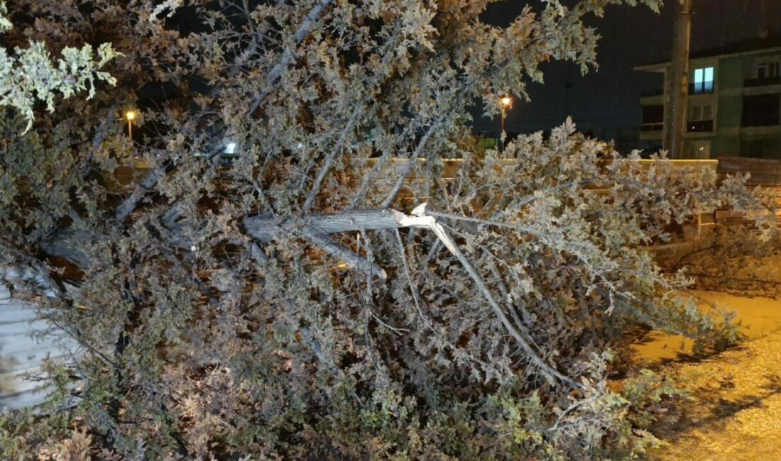 İnegöl’de rüzgarın etkisiyle ağaç devrildi Bursa’nın İnegöl ilçesinde bir inşaat alanında bulunan ağaç, yağış ve