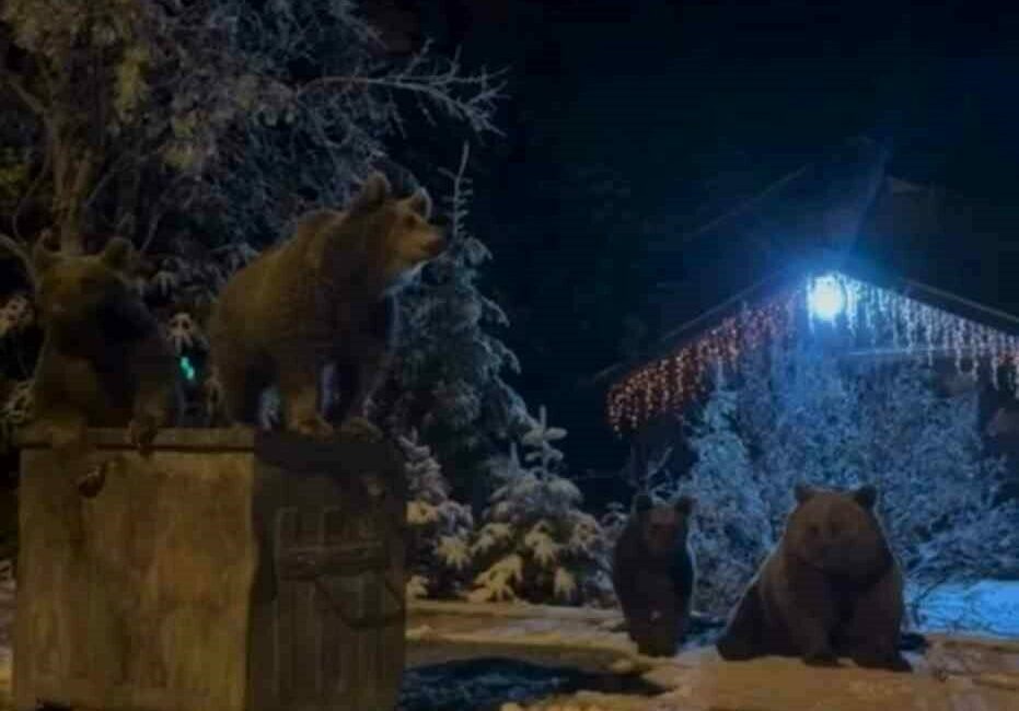 Bursa Uludağ’da yerleşim alanlarına inen ayılar, çöp konteynerlerinin üzerinde dolaştı.