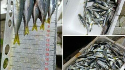 Balık halinde yapılan su ürünleri denetiminde 33 kasa istavrite, yasal