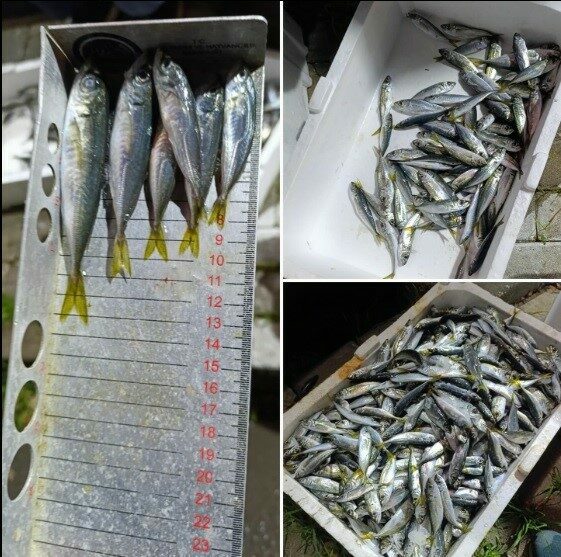 Küçük boyda avlanan balıklara el konuldu Balık halinde yapılan su ürünleri denetiminde 33 kasa istavrite, yasal