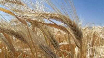 Toprak Mahsulleri Ofisi (TMO), Bursa, Konya, Kayseri, Tekirdağ, Diyarbakır, Çorum ve