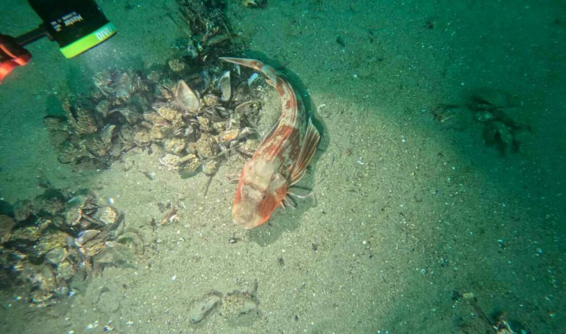 Marmara Denizi’nin ekolojik yapısı mercek altında Marmara Denizi’nin ekolojik yapısını mercek altına alan Bursa Büyükşehir Belediyesi,