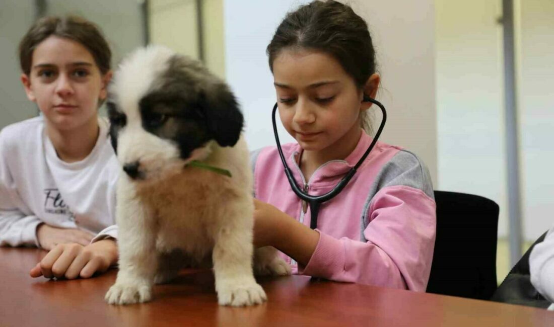 Minik veterinerler görev başında Bursa’da sokak hayvanlarına sahip çıkan, sağlık hizmetlerinden yuvalandırmaya kadar birçok
