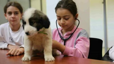 Bursa’da sokak hayvanlarına sahip çıkan, sağlık hizmetlerinden yuvalandırmaya kadar birçok