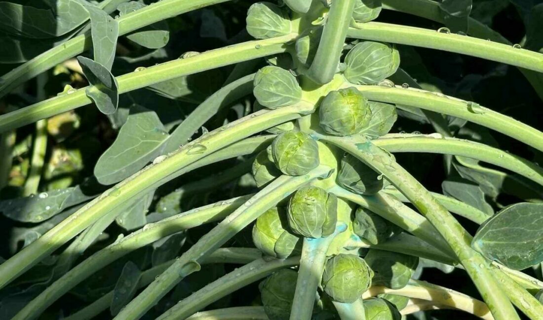 Rusya ve Hollanda lahanayı “Brüksel”den değil İznik’ten alıyor Türkiye’de Brüksel lahanası üretiminin önemli bölümünü karşılayan Bursa’nın İznik ilçesindeki