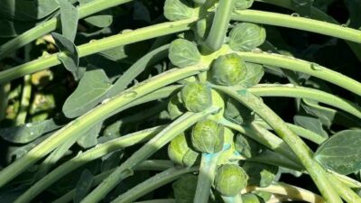 Türkiye’de Brüksel lahanası üretiminin önemli bölümünü karşılayan Bursa’nın İznik ilçesindeki