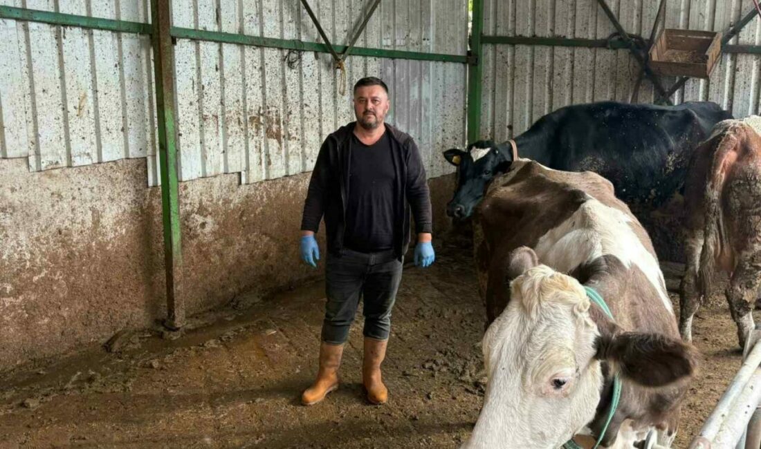Bursa’nın Yenişehir ilçesinde hayvancılıkla uğraşan ve şap nedeniyle 1,5 milyon lira kaybı