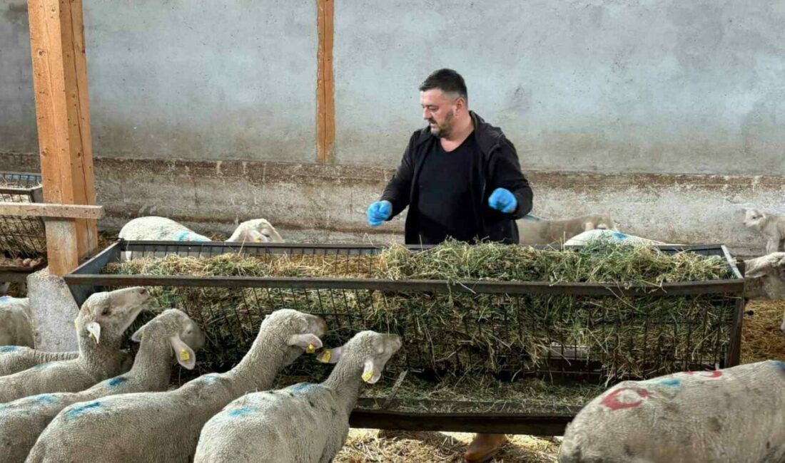 Şap mağduru üreticiler destek bekliyor Bursa’nın Yenişehir ilçesinde hayvancılıkta derin yaralar bırakan şap hastalığı sönmeye başlarken, üreticiler yaşadıkları