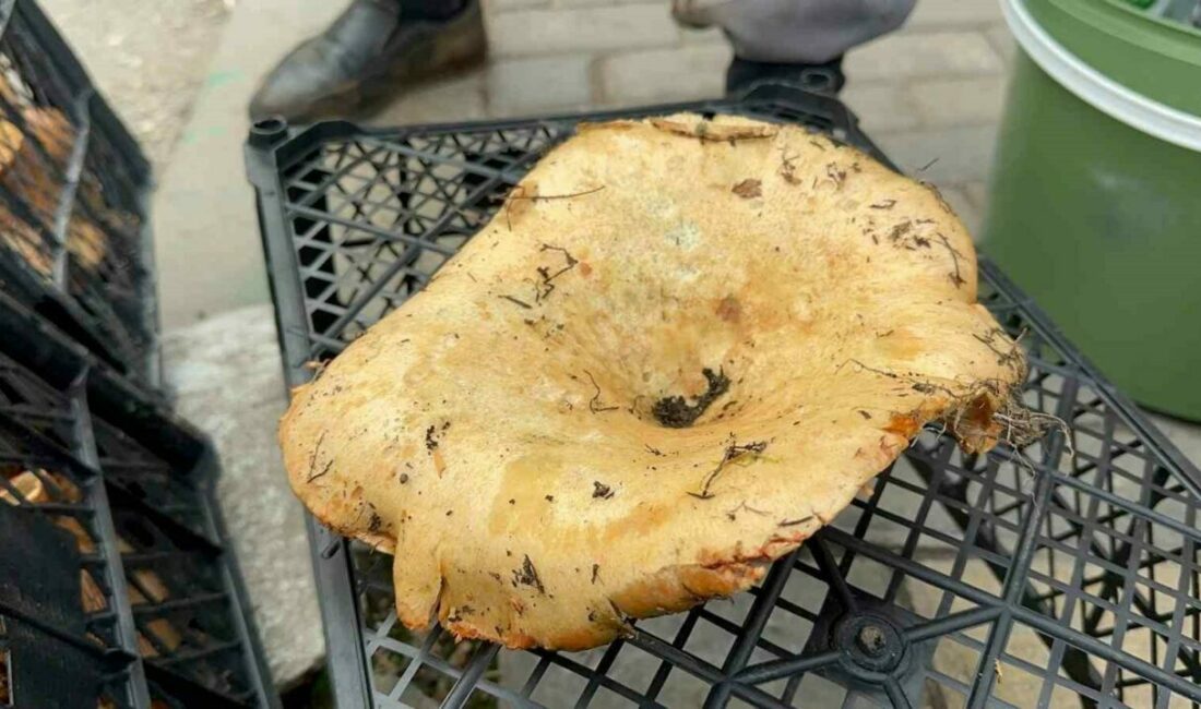 Bursa’nın dağ ilçelerinde yağmurdan sonra bollaşan kanlıca (melki) mantarının kilosu 100