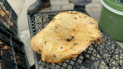 Bursa’nın dağ ilçelerinde yağmurdan sonra bollaşan kanlıca (melki) mantarının kilosu 100