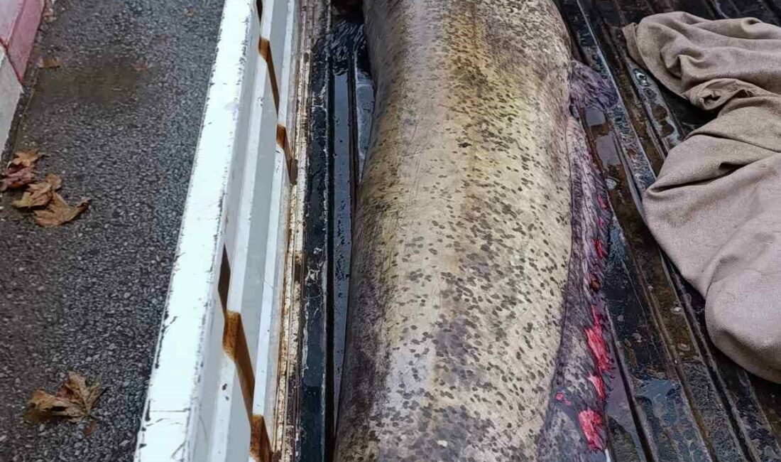 İznik’in Boyalıca Mahallesi’nde bir balıkçı tarafından yakalanan 65 kiloluk dev