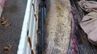 İznik’in Boyalıca Mahallesi’nde bir balıkçı tarafından yakalanan 65 kiloluk dev