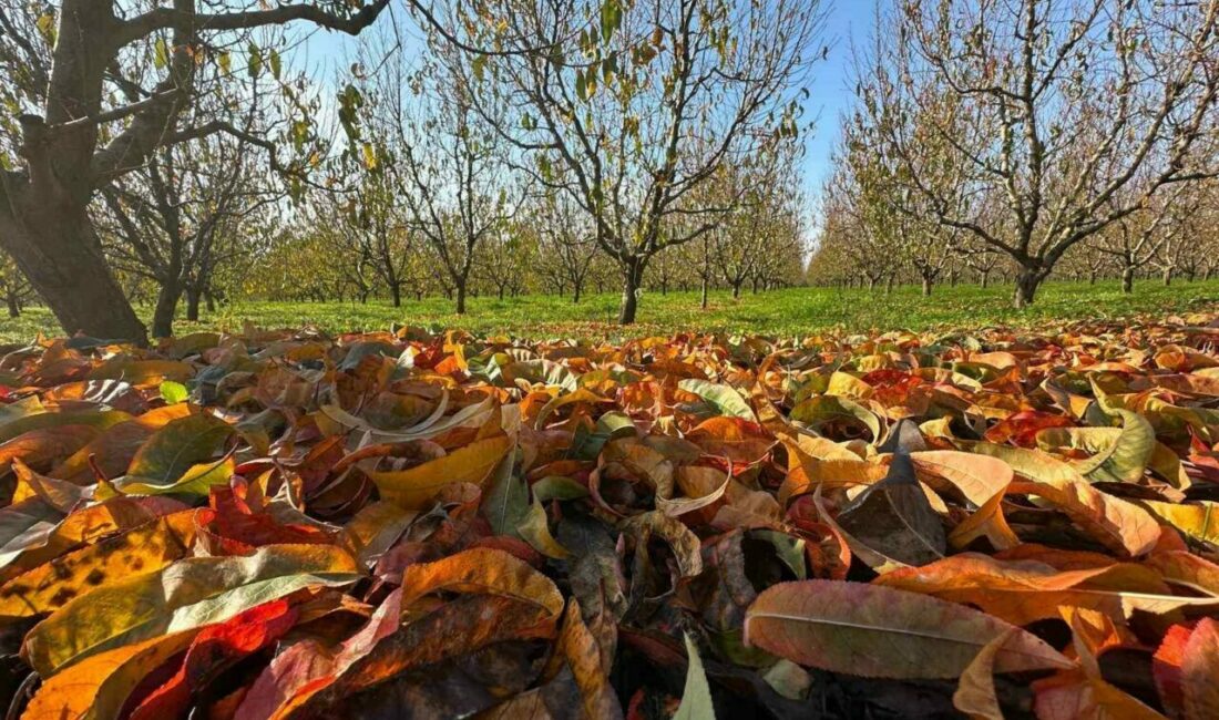 Yorgun ve renkliler Zirai don ve kuraklık nedeniyle çok zor bir sezon geride kalırken
