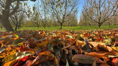 Zirai don ve kuraklık nedeniyle çok zor bir sezon geride kalırken