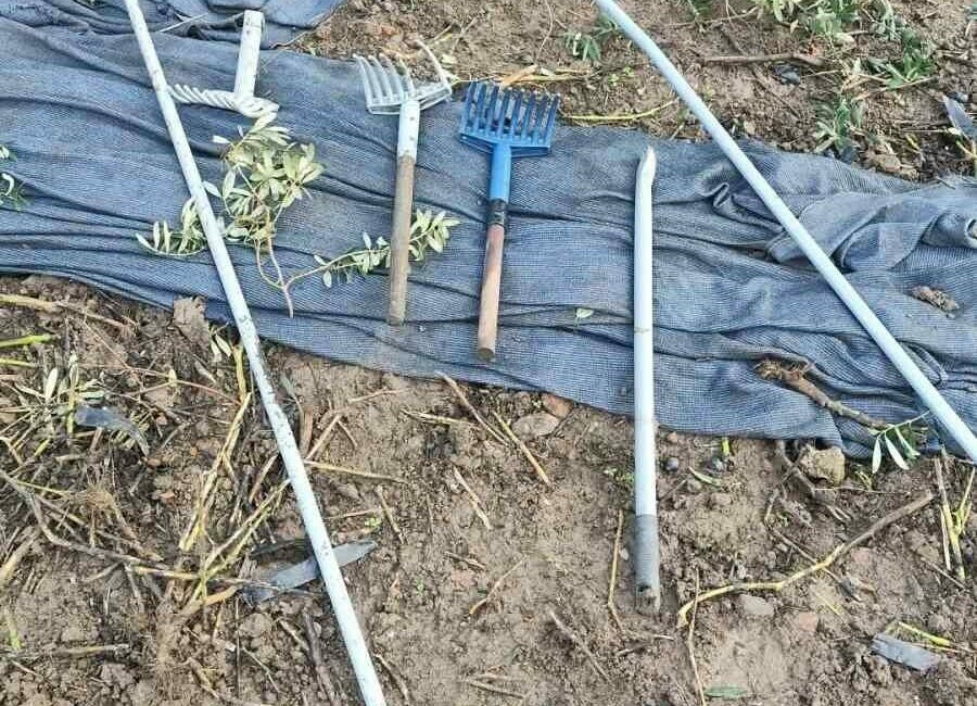 Bursa’nın Orhangazi ilçesinde zeytin ağaçlarının bulunduğu tarlaya giren hırsızlar, sahibinden