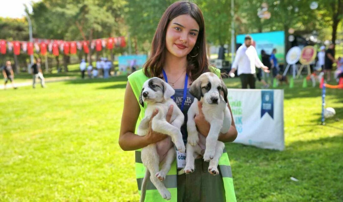 Bursa’da sahipsiz hayvanların daha iyi şartlarda yaşaması için birçok proje