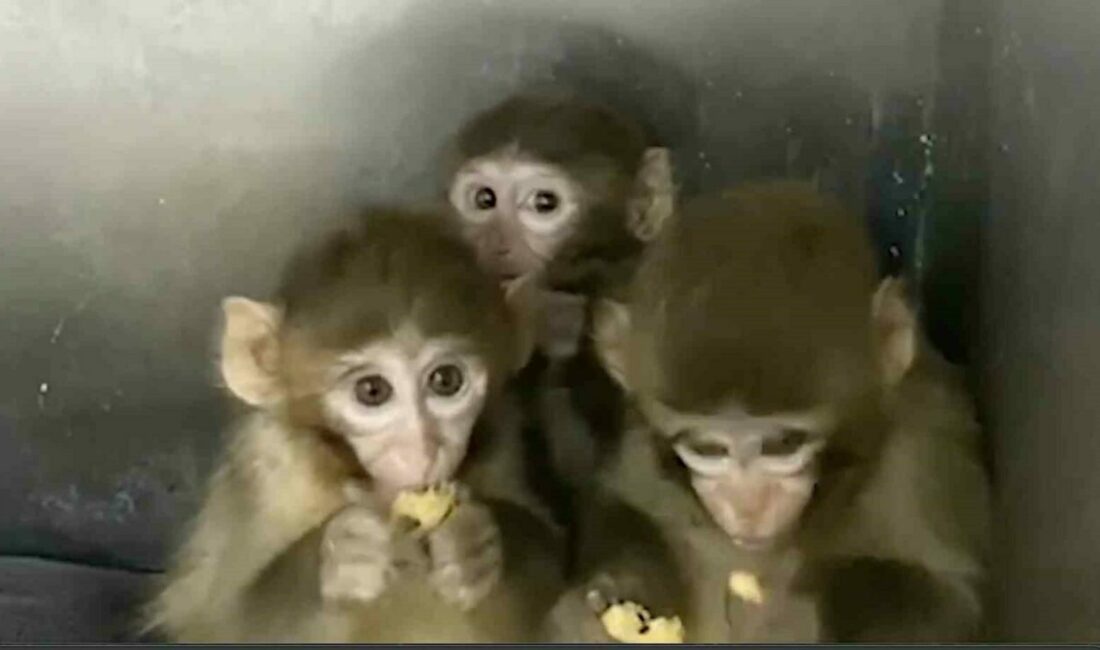 Tarım ve Orman Bakanlığı, Bursa’da yakalanan 3 makak maymununun koruma