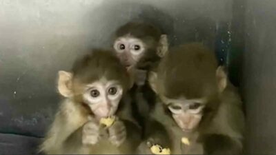 Tarım ve Orman Bakanlığı, Bursa’da yakalanan 3 makak maymununun koruma