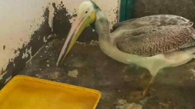 Bursa’da, ense ve boyun bölgesinde oluşan yaralar nedeniyle tedavi altına