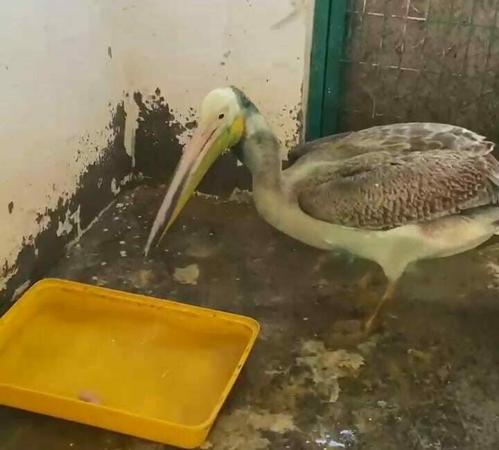 Bursa’da, ense ve boyun bölgesinde oluşan yaralar nedeniyle tedavi altına